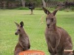 visit by local kangaroos