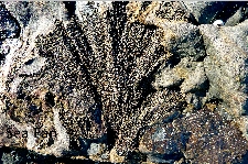 Sea Fan